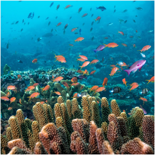 Coral reefs off of Fiji